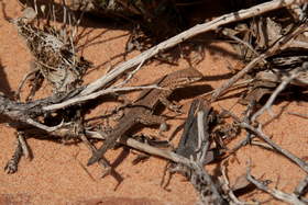 A Common Side-blotched lizard (Uta stansburiana) in Coyote Buttes North.