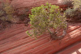 A Pinyon (Pinus edulis) in Coyote Buttes North.