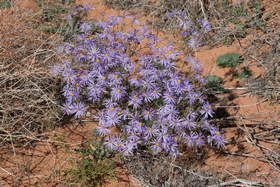 An unknown wildflower in Coyote Buttes South.