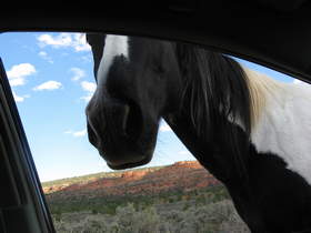 Pete the friendly Paint Horse wanted to wish me farewell (or bum some carrots off of me) as I returned home from my Arizona-Utah trip.
