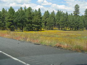 Wildflowers south of Flagstaff on the drive to Paria Canyon.