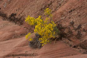 Wildflowers growing out of a contact between two layers of sandstone in Upper Buckskin Gulch.