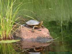 A beautiful Western Painted turtle perched on a rock in the Tucker River.