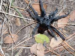A black tarantula near camp.