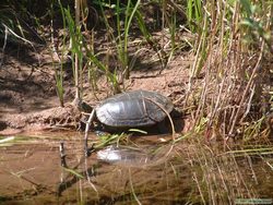 A painted belly turtle along the Clearwater River.