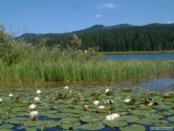 Water lilies at the mouth of the Clearwater River.