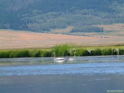 An adult Trumpeter swan (Cygnus buccinator) and two cygnets on Lower Red Rock Lake.