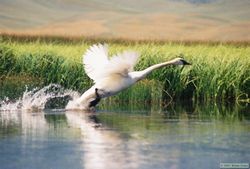 An adult Trumpeter swan (Cygnus buccinator) taking flight.