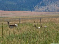 A Pronghorn antelope (Antilocapra americana) with two young ones.