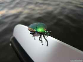 A cool green beetle I rescued from Davey Jones' locker.