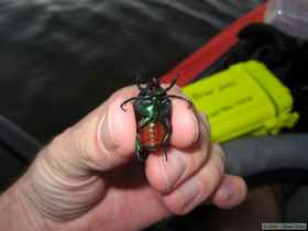 A cool green beetle I rescued from Davey Jones' locker.