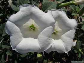 Deadly poisonous sacred datura (Datura wrightii) in full bloom.