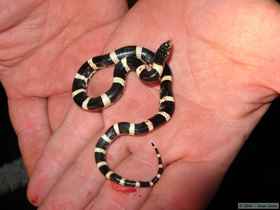 A king snake Chuck and I found on a snake search Saturday night.