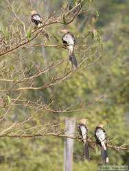 Guira Cuckoo (Guira guira), two look left, two look right, what are they looking at?
