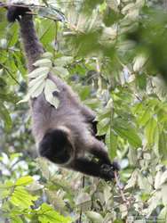 HEAD RUSH!!!   A Black-capped Capuchin (Cebus apella nigritis) uses it's prehensile tail to good effect.