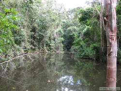 A small pond on the Muriqui Preserve.