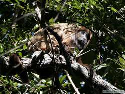 Brown Howler monkey (Alouatta fusca)