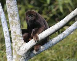 Brown Howler monkey (Alouatta fusca) with a baby.