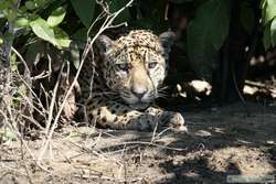 Jaguar   (Panthera onca onca)