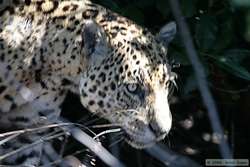 Jaguar   (Panthera onca onca)