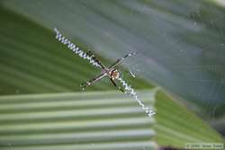 A spider that makes a cool zig-zag pattern near the center of its web.