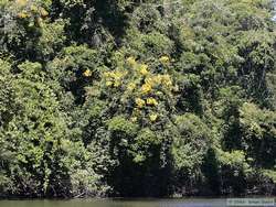 Yellow flowers along Rio Cristalino.