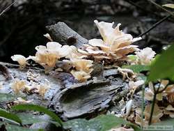 Some neat fungus on a log.