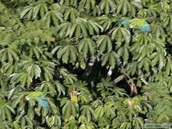 Chestnut-fronted Macaw   (Ara severa) in flight.