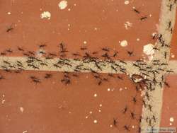 Ants on the move!