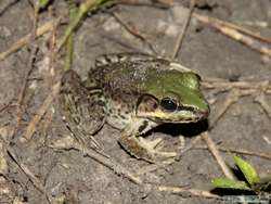 Amazon River Frog (Rana palmipes)