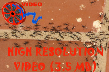 Link to high resolution video of an army ant swarm on Chuck's bungalow.