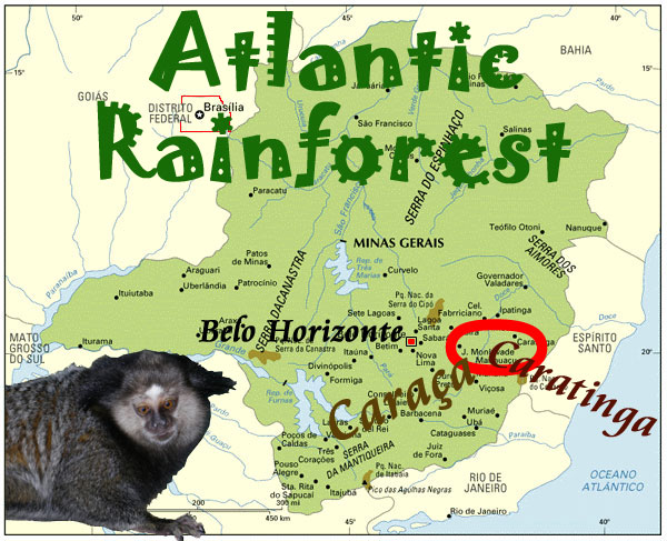 Go to Atlantic Rainforest introduction page.