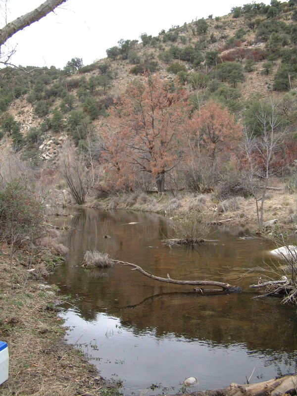 The view from our lunch spot near Coronado Cabin.  